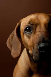 VitaHound Dog Supplements